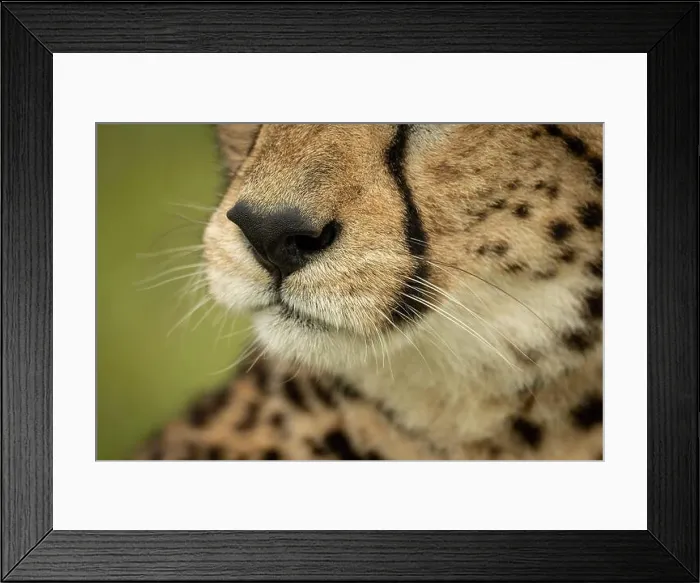 Framed Print : Close-up of cheetah nose mouth and whiskers Framed Print : Close-up of cheetah nose mouth and whiskers