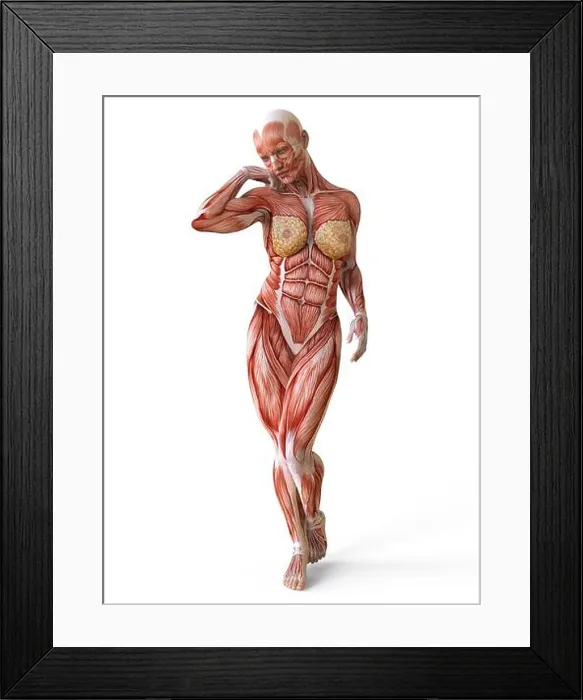 Framed Print : Female body without skin, anatomy and muscles isolated on white