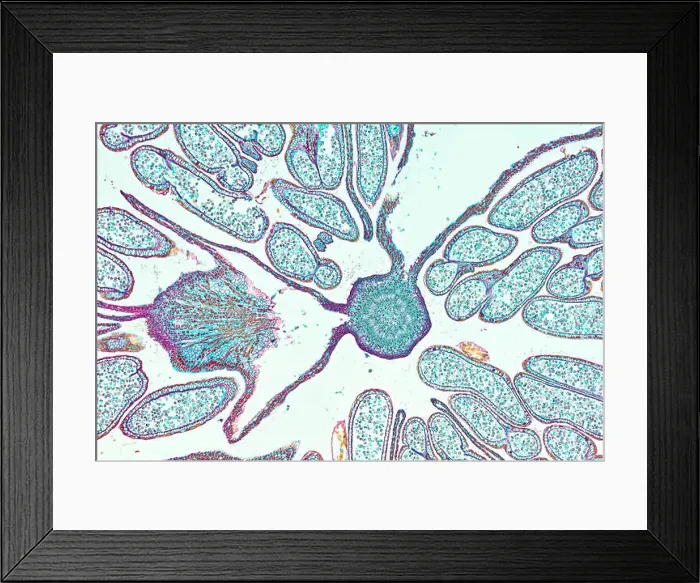 Framed Print : Hazel (Corylus avellana), male flower, a histological cross-section under microscope Framed Print : Hazel (Corylus avellana), male flower, a histological cross-section under microscope