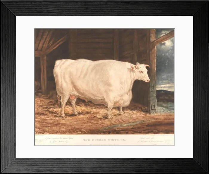 Framed Print : William Ward - The Durham White Ox / Of the improved Tees Water Breed Framed Print : William Ward - The Durham White Ox / Of the improved Tees Water Breed