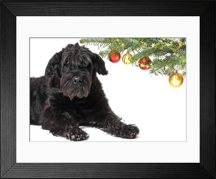 Framed Print : Giant Black Schnauzer Dog is lying with a raised head under a branch of a Christmas tree Framed Print : Giant Black Schnauzer Dog is lying with a raised head under a branch of a Christmas tree