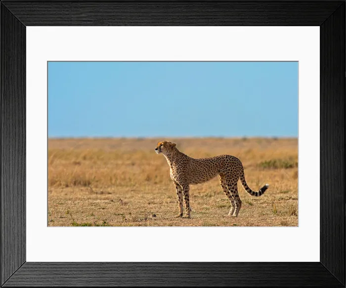 Framed Print : Masai Mara Park, Kenya, Africa A female cheetah recovery in the Masai Mara Framed Print : Masai Mara Park, Kenya, Africa A female cheetah recovery in the Masai Mara