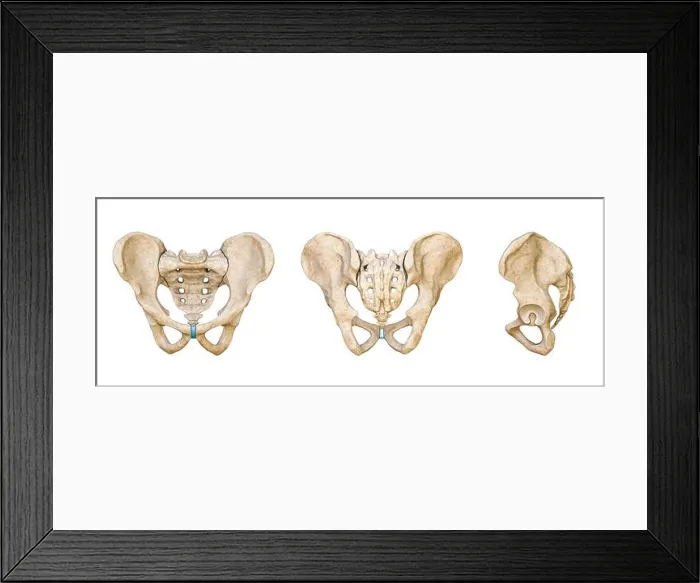 Framed Print : Male Human pelvis and sacrum bones posterior Framed Print : Male Human pelvis and sacrum bones posterior