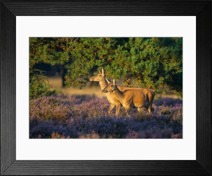 Framed Print : Two alto-animals of the red deer ( Cervus elaphus) in blooming heath, De Hoge Veluwe National Park, Netherlands Framed Print : Two alto-animals of the red deer ( Cervus elaphus) in blooming heath, De Hoge Veluwe National Park, Netherlands