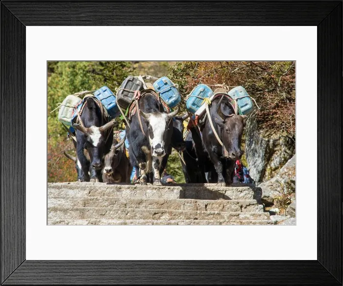Framed Print : Caravan of yaks or dzo on the steps on the way to Everest base camp with canisters Framed Print : Caravan of yaks or dzo on the steps on the way to Everest base camp with canisters
