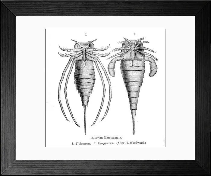 Framed Print : Eurypterids. 1910 154 Eurypterids Framed Print : Eurypterids. 1910 154 Eurypterids