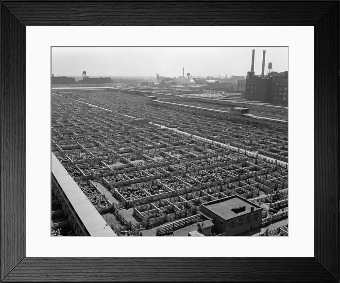 Framed Print : 1950s CHICAGO STOCKYARDS AERIAL VIEW CATTLE PENS Framed Print : 1950s CHICAGO STOCKYARDS AERIAL VIEW CATTLE PENS