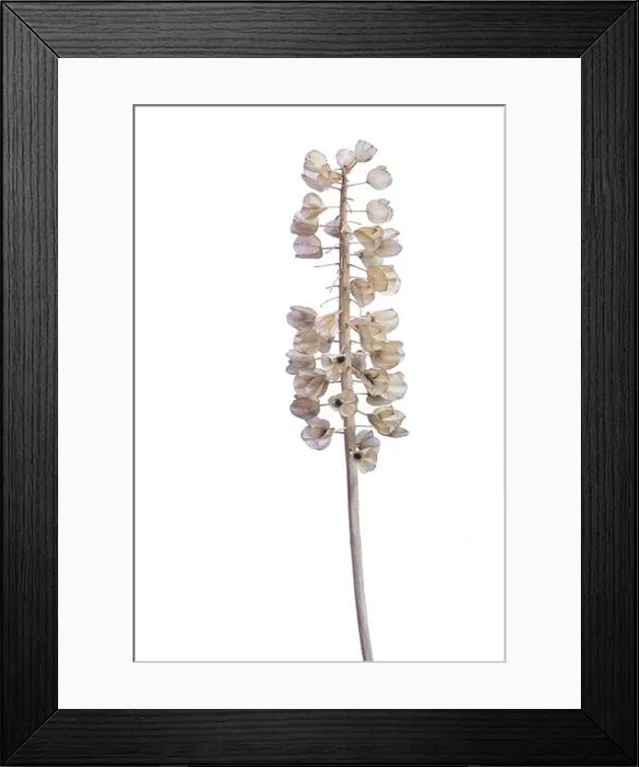 Framed Print : Seed head of a Grape hyacinth (Muscari) on white background, studio shot, Germany Framed Print : Seed head of a Grape hyacinth (Muscari) on white background, studio shot, Germany