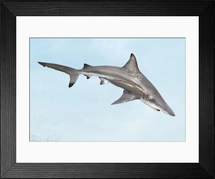 Framed Print : Spinner shark, Carcharhinus brevipinna, jumping Framed Print : Spinner shark, Carcharhinus brevipinna, jumping