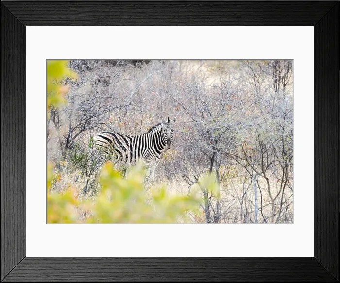 Framed Print : Cautious zebra is hiding into savannah and looking into camera