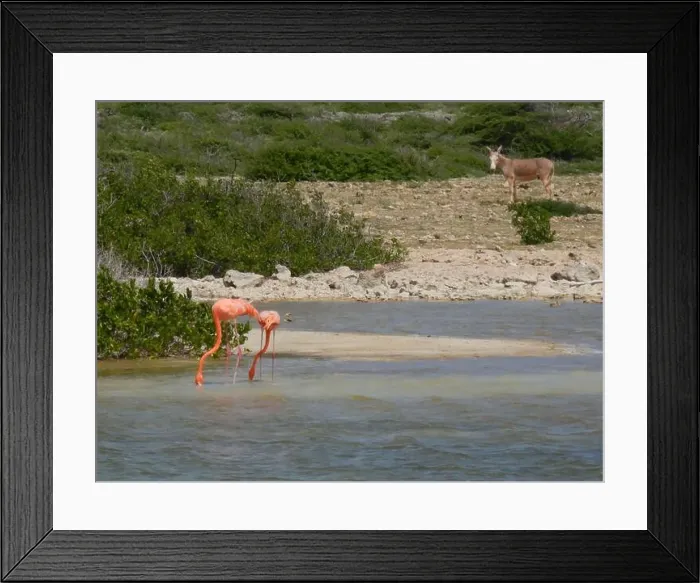 Framed Print : Flamingo's and a donkey foraging in a salt pan on the tropical island of Bonaire Framed Print : Flamingo's and a donkey foraging in a salt pan on the tropical island of Bonaire