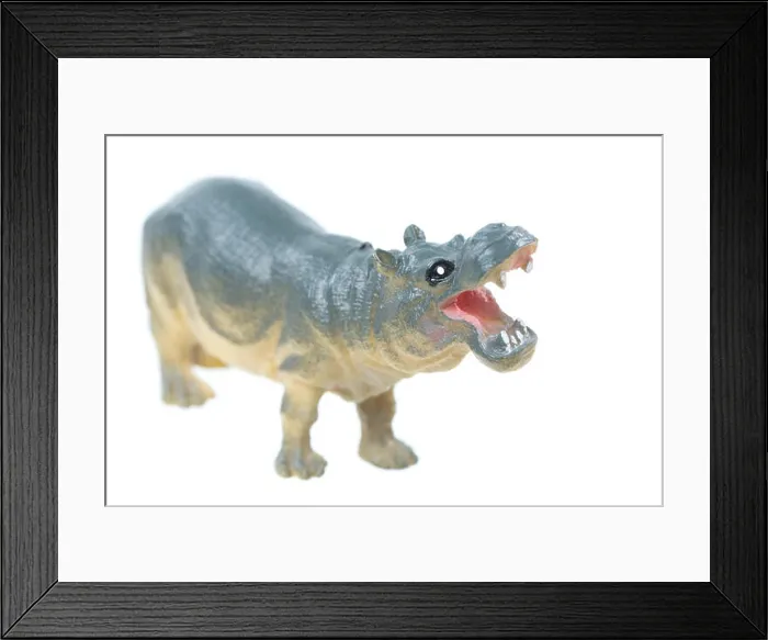 Framed Print : A small toy hippo isolated on a white background Framed Print : A small toy hippo isolated on a white background