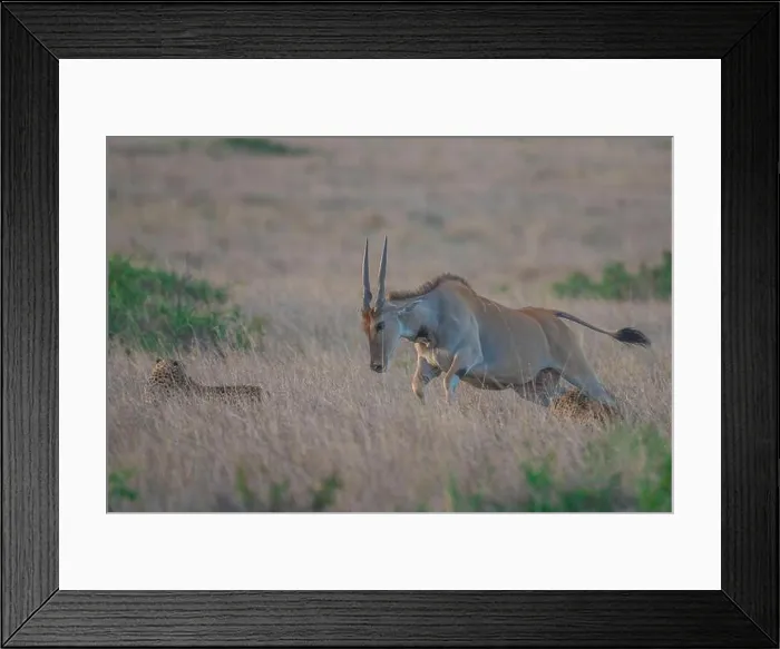 Framed Print : The eland mother attempts to run to her baby but is blocked by a cheetah Framed Print : The eland mother attempts to run to her baby but is blocked by a cheetah