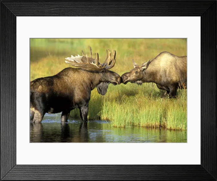 Framed Print : Kissing Pair Moose Wonder Lake Denali Natl Park Interior Alaska Fall Female Male Grass Framed Print : Kissing Pair Moose Wonder Lake Denali Natl Park Interior Alaska Fall Female Male Grass