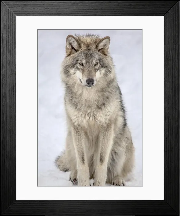 Framed Print : Grey Wolf Sitting Framed Print : Grey Wolf Sitting