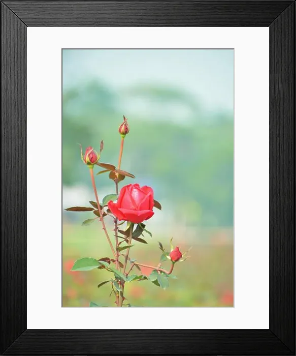 Framed Print : Pink rose Framed Print : Pink rose