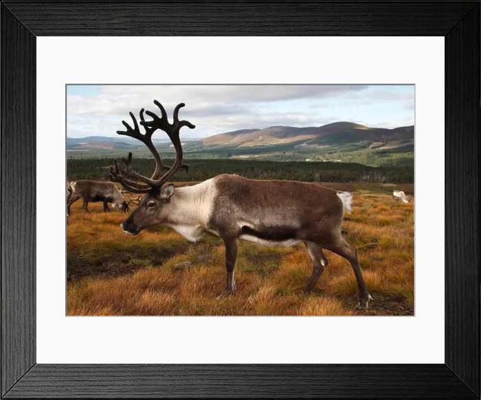 Framed Print : REINDEER (Rangifer tarandus) bull, Scotland, UK Framed Print : REINDEER (Rangifer tarandus) bull, Scotland, UK
