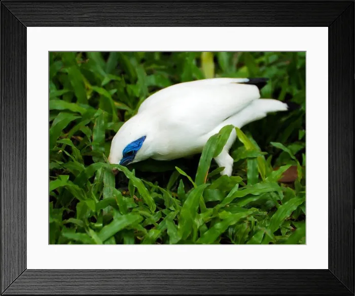 Framed Print : Picture of white bird that called Jalak Bali (Bali myna (Leucopsar rothschildi)) in Indoneaia Framed Print : Picture of white bird that called Jalak Bali (Bali myna (Leucopsar rothschildi)) in Indoneaia