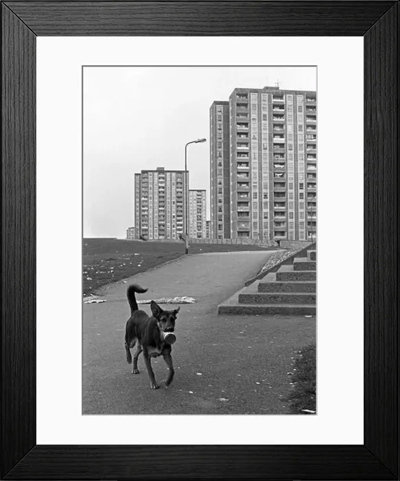 Framed Print : Tower Blocks, stray dog, Ballymun, April 1986, Dublin, Republic of Ireland Framed Print : Tower Blocks, stray dog, Ballymun, April 1986, Dublin, Republic of Ireland