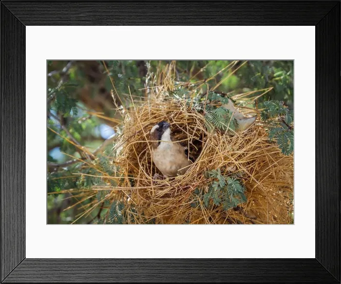 Framed Print : White browed Sparrow Weaver building a nest in Kgalagadi transfrontier park Framed Print : White browed Sparrow Weaver building a nest in Kgalagadi transfrontier park