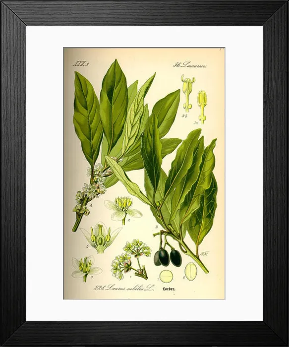 Framed Print : 337 Illustration Laurus nobilis0 Framed Print : 337 Illustration Laurus nobilis0