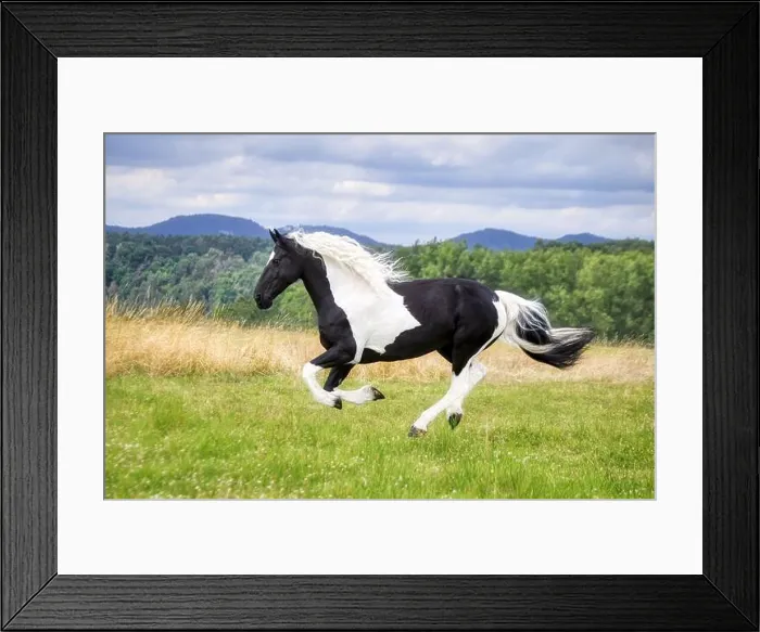 Framed Print : A female horse, warmblood baroque type Framed Print : A female horse, warmblood baroque type
