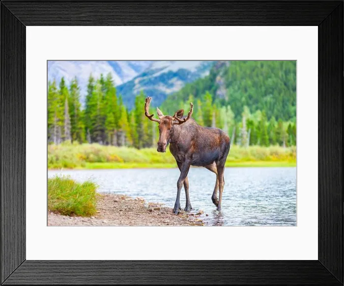 Framed Print : A young, male bull moose with antlers feeding in a lake in Glacier National Park, Montana, USA Framed Print : A young, male bull moose with antlers feeding in a lake in Glacier National Park, Montana, USA