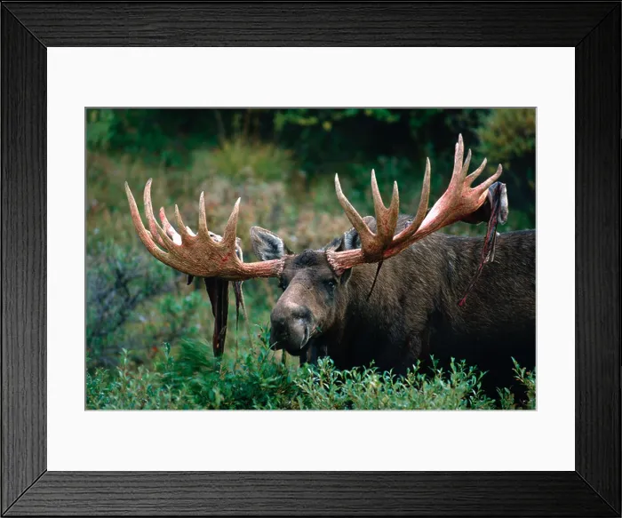 Framed Print : Huge bull moose shedding his antler velvet in Denali National Park Alaska Framed Print : Huge bull moose shedding his antler velvet in Denali National Park Alaska