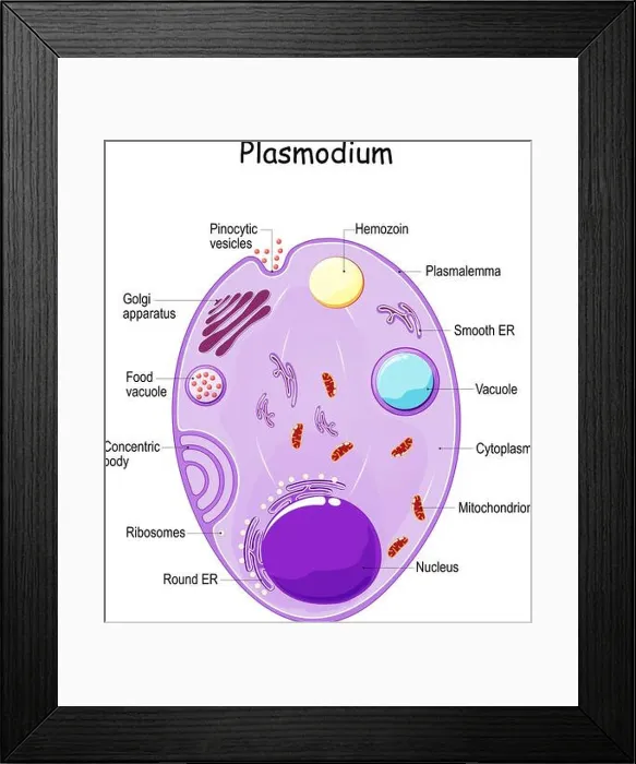 Framed Print : Plasmodium anatomy. Structure of unicellular parasite of vertebrates and insects