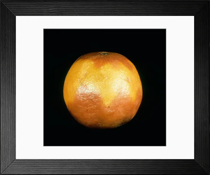 Framed Print : Diplodia stem end rot (Lasiodiplodia theobromae) on stored orange fruit Framed Print : Diplodia stem end rot (Lasiodiplodia theobromae) on stored orange fruit