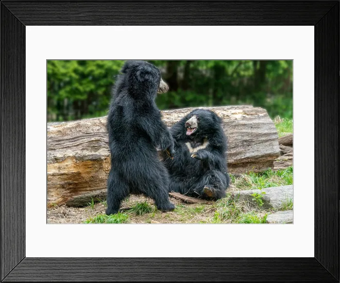 Framed Print : sloth bears while fighting and playing Framed Print : sloth bears while fighting and playing