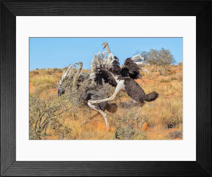 Framed Print : ostriches fighting