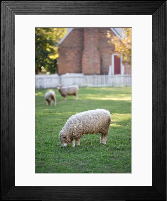 Framed Print : Sheep grazing in pasture of Colonial Williamsburg VA