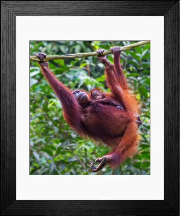 Framed Print : A Mother and Baby Orangutan ( Pongo pygmaeus ) Hanging on a Rope in Borneo, Malaysia Framed Print : A Mother and Baby Orangutan ( Pongo pygmaeus ) Hanging on a Rope in Borneo, Malaysia