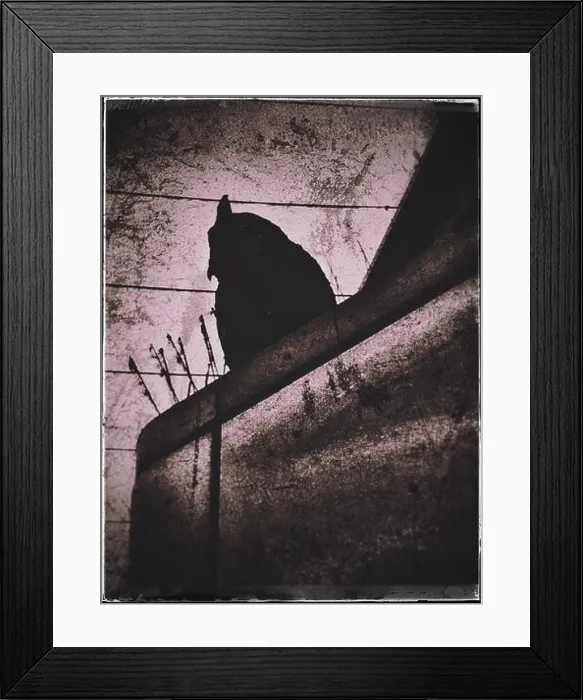 Framed Print : Batman, or the silhouette of a hook-beaked plastic owl used to scare pigeons away Framed Print : Batman, or the silhouette of a hook-beaked plastic owl used to scare pigeons away