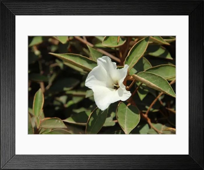 Framed Print : A St Helena Ebony flower, thought to be extinct until 1980, on the island of St Helena in the Atlantic Ocean Framed Print : A St Helena Ebony flower, thought to be extinct until 1980, on the island of St Helena in the Atlantic Ocean