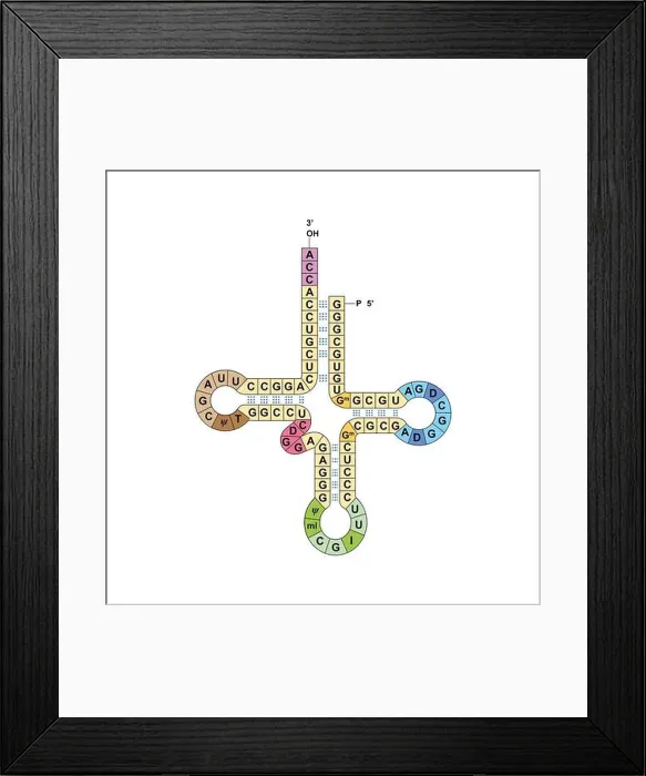 Framed Print : Transfer RNA, illustration Framed Print : Transfer RNA, illustration