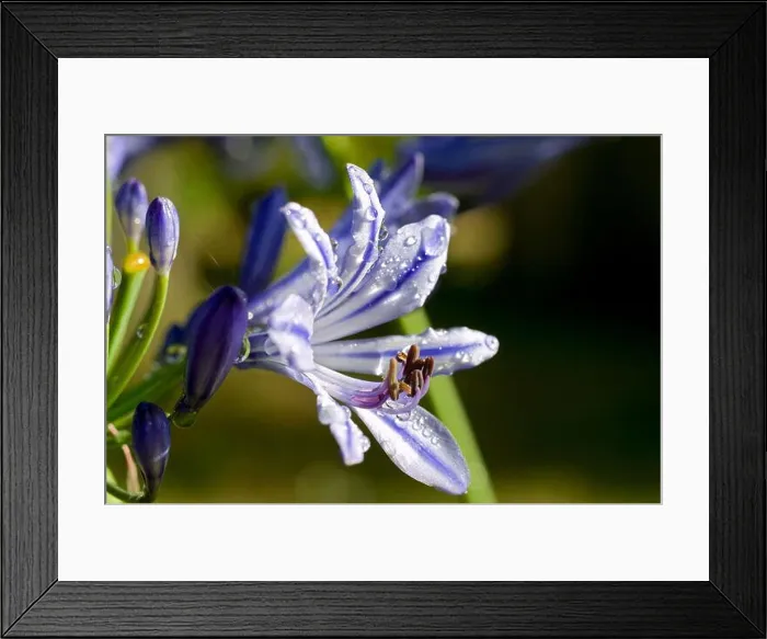 Framed Print : Dew on Agapanthus (Agapanthus sp) flowers Blue Triumphator Framed Print : Dew on Agapanthus (Agapanthus sp) flowers Blue Triumphator