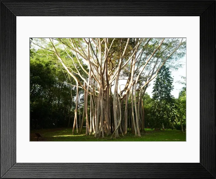 Framed Print : A beautiful Banyan Tree on the tropical islandn of Pulau Ubin in SIngapore Framed Print : A beautiful Banyan Tree on the tropical islandn of Pulau Ubin in SIngapore