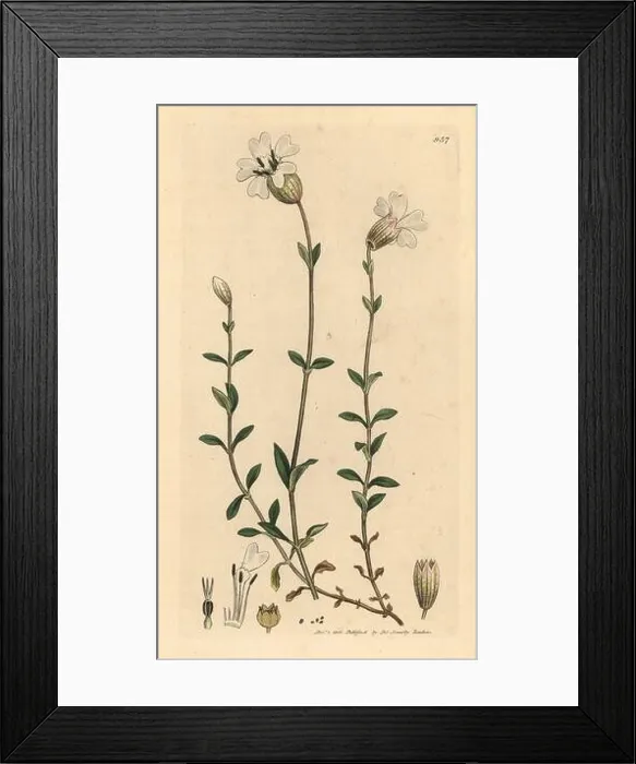 Framed Print : Sea campion, Silene maritima Framed Print : Sea campion, Silene maritima