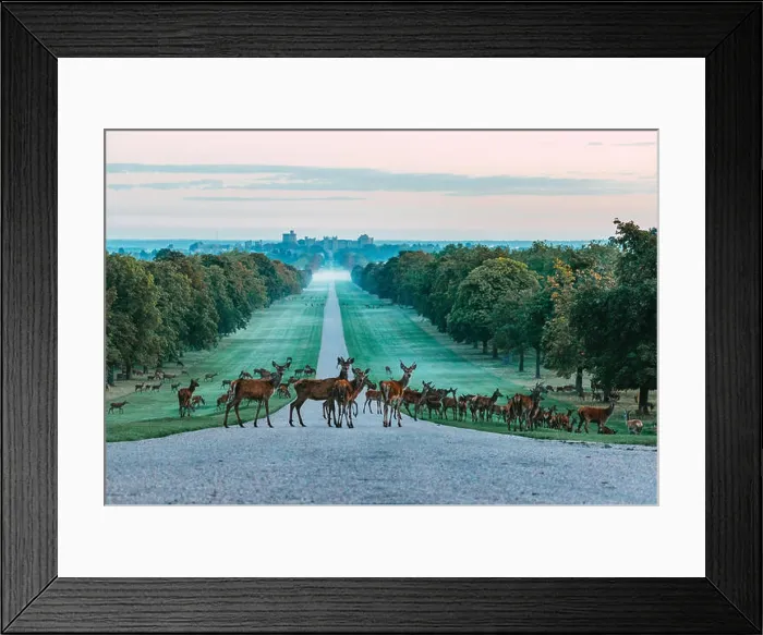 Framed Print : A herd of red deer crossing the Long Walk at Windsor Castle, England. Taken on a cold foggy morning Framed Print : A herd of red deer crossing the Long Walk at Windsor Castle, England. Taken on a cold foggy morning