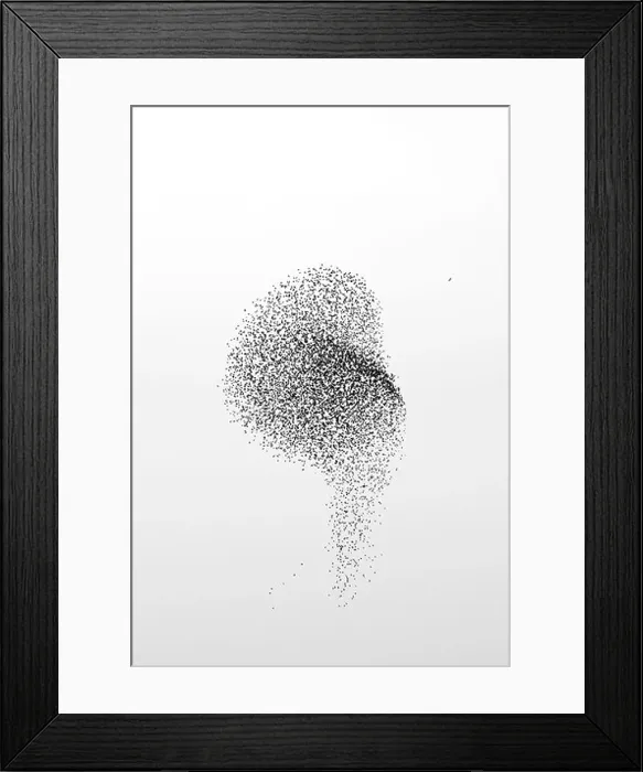 Framed Print : A Peregrine Falcon (Falco peregrinus) attacking a flock of Starlings (Sturnus vulgaris), Somerset, UK, winter