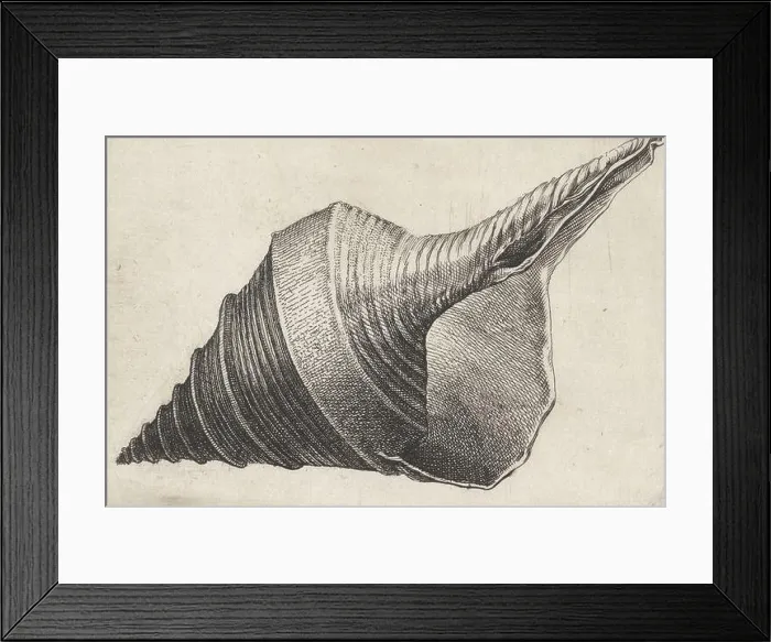 Framed Print : Antwerp, Hollar, Wenceslaus, Shells Framed Print : Antwerp, Hollar, Wenceslaus, Shells