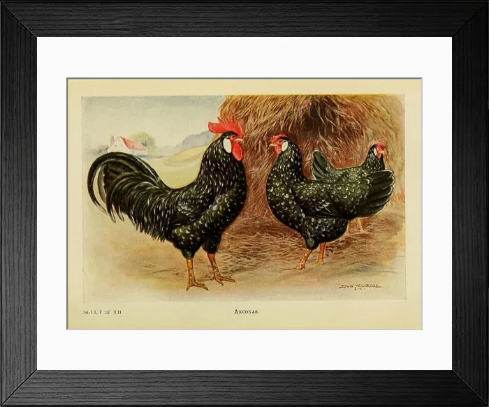 Framed Print : The book of poultry New York, The Macmillan Company Framed Print : The book of poultry New York, The Macmillan Company