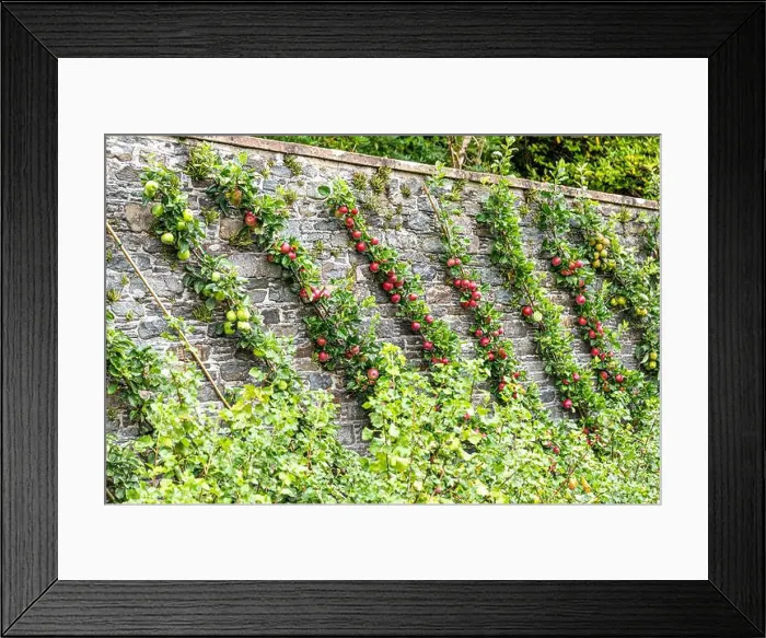 Framed Print : Cordon apples ripening in the walled garden at the Torrisdale Castle Estate on the Kintyre Peninsula Framed Print : Cordon apples ripening in the walled garden at the Torrisdale Castle Estate on the Kintyre Peninsula