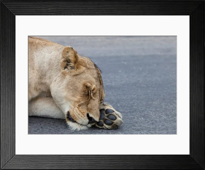 Framed Print : Lioness head asleep Framed Print : Lioness head asleep