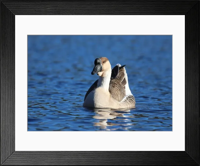 Framed Print : Swan goose or Chinese goose Anser cygnoides swimming on a blue lake in winter Framed Print : Swan goose or Chinese goose Anser cygnoides swimming on a blue lake in winter