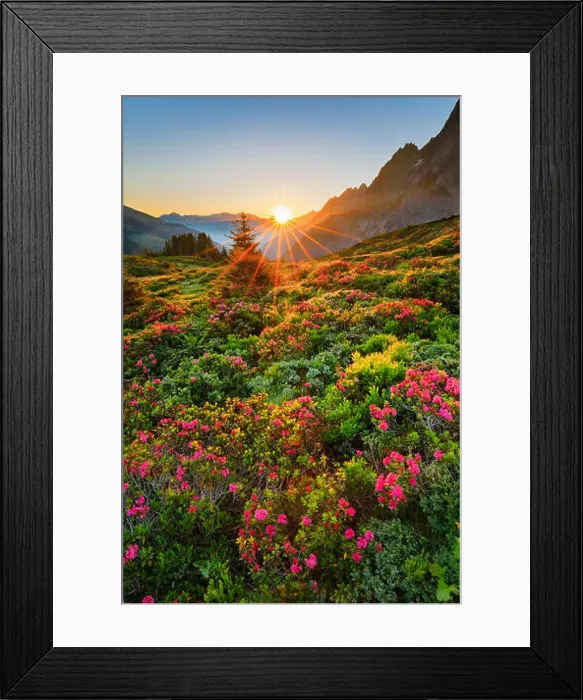 Framed Print : Chalberboden with alpine roses at sunrise, Switzerland, Bernese Alps Framed Print : Chalberboden with alpine roses at sunrise, Switzerland, Bernese Alps