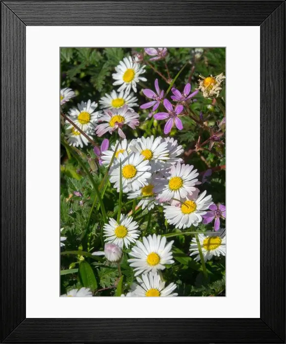 Framed Print : Common Daisy Lawn Daisy Bellis perennis White Daises Nice Lawn Weeds Small Flowers Grassy Lawn White Pink Erodium Framed Print : Common Daisy Lawn Daisy Bellis perennis White Daises Nice Lawn Weeds Small Flowers Grassy Lawn White Pink Erodium
