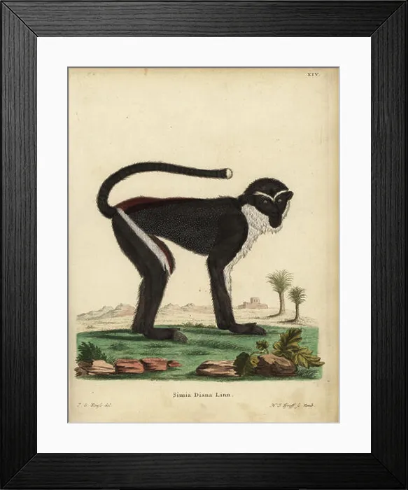 Framed Print : Diana monkey or Diana guenon, Cercopithecus diana Framed Print : Diana monkey or Diana guenon, Cercopithecus diana